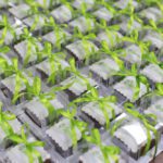 Fenabrave-MT - MG 9820